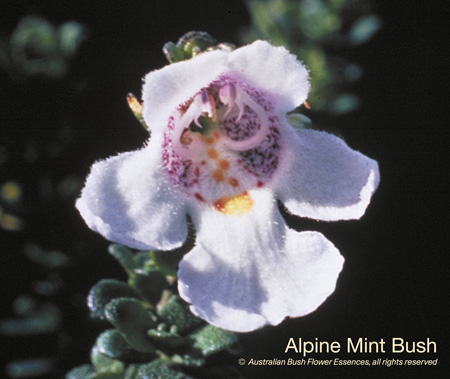 alpine_mint_bush_72.jpg