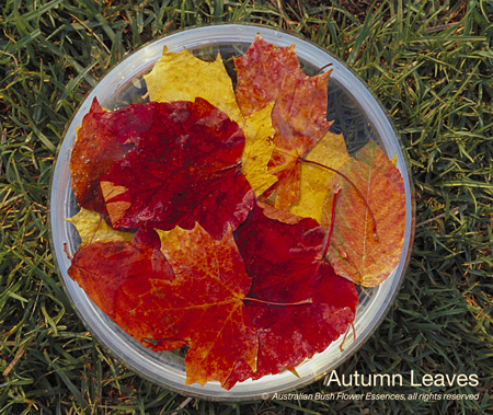 autumn_leaves_72.jpg