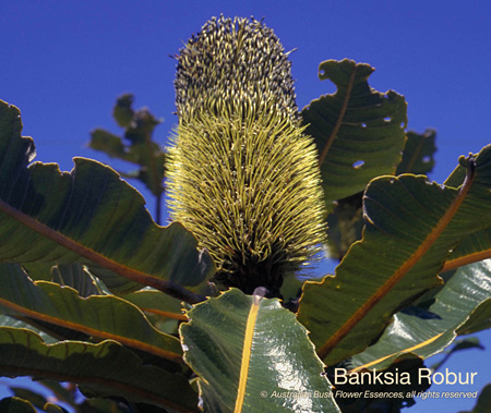 banksia_robur_72.jpg