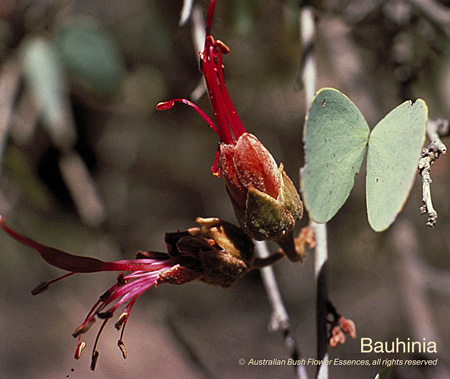 bauhinia_72.jpg