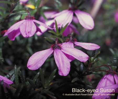 black-eyed_susan_72.jpg