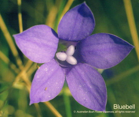 Bluebell