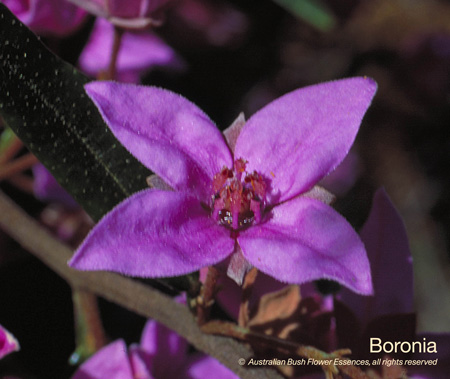 boronia_72.jpg