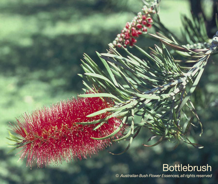 bottlebrush_72.jpg