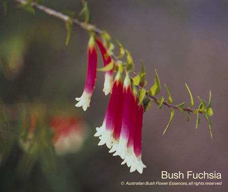 bush_fuchsia_72.jpg
