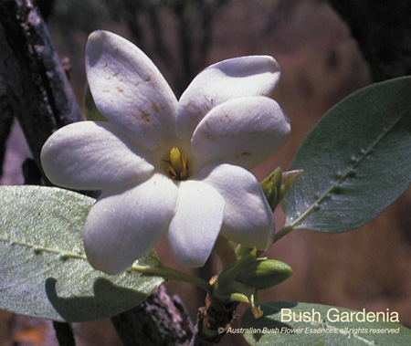 bush_gardenia_72.jpg