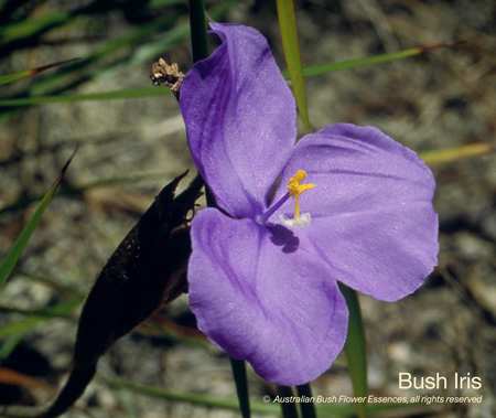 bush_iris_72.jpg