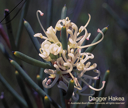 Dagger Hakea