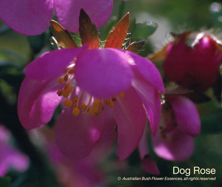 dog_rose_72.jpg