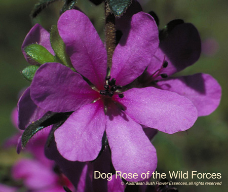 dog_rose_wild_forces_72.jpg