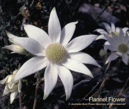flannel_flower_72.jpg