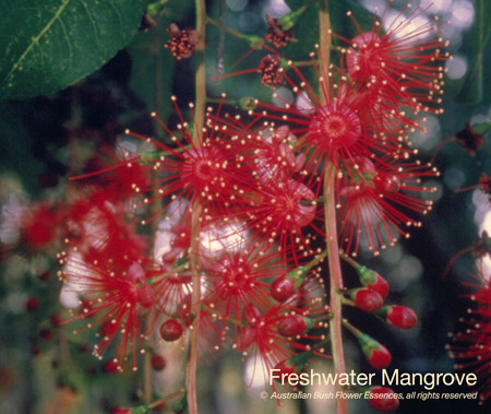 freshwater_mangrove_72.jpg