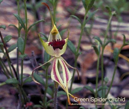 green_spider_orchid_72.jpg