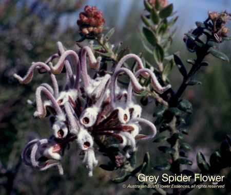 grey_spider_flower_72.jpg