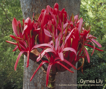 gymea_lily_72.jpg