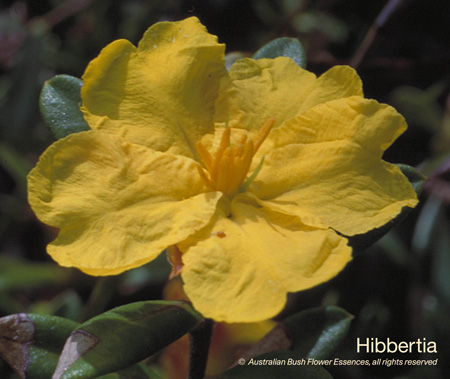 hibbertia_72.jpg