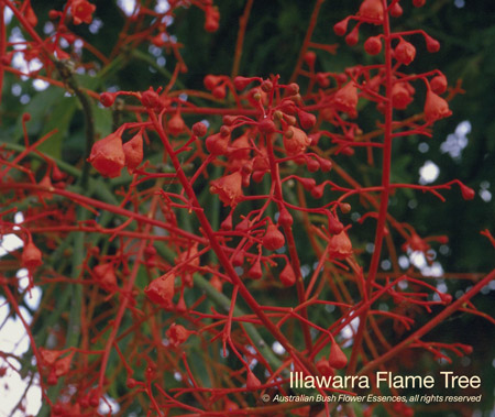 illawarra_flame_tree_72.jpg