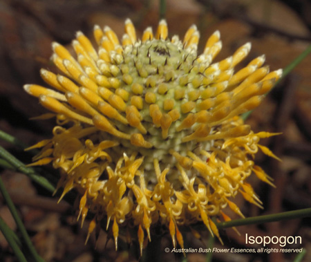 isopogon_72.jpg