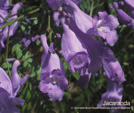 jacaranda_72.jpg