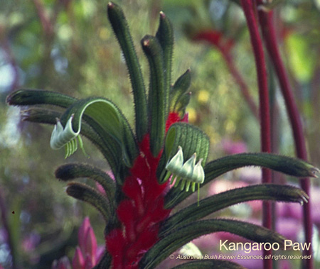 kangaroo_paw_72.jpg