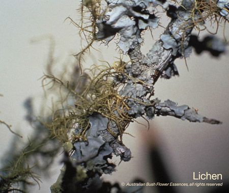 lichen_72.jpg