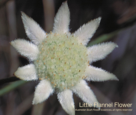 little_flannel_flower_72.jpg