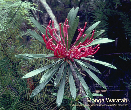 monga_waratah_72.jpg