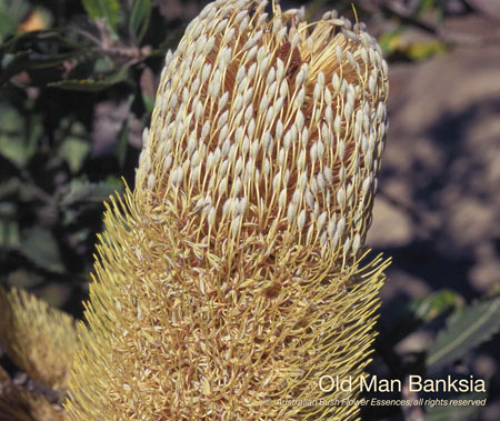 old_man_banksia_72.jpg