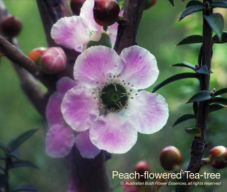 peach-flowered_tea-tree_72.jpg