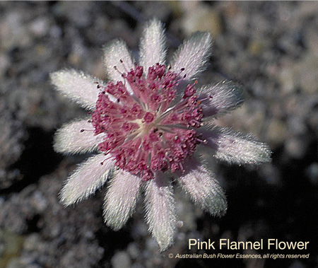 pink_flannel_flower_72.jpg