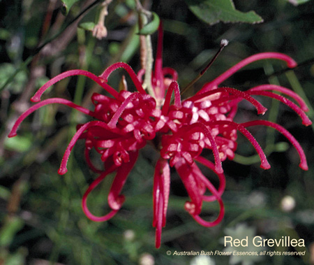 red_grevillea_72.jpg