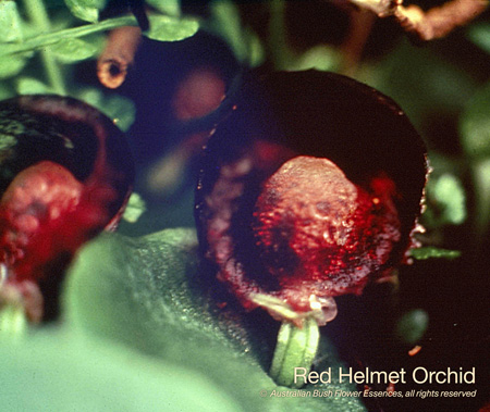 red_helmet_orchid_72.jpg