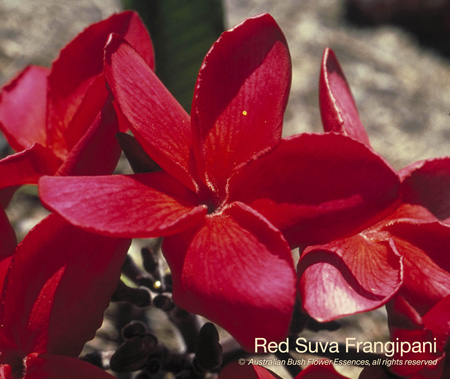 red_suva_frangipani_72.jpg