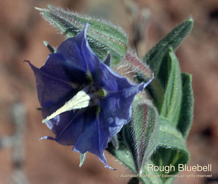 rough_bluebell_72.jpg