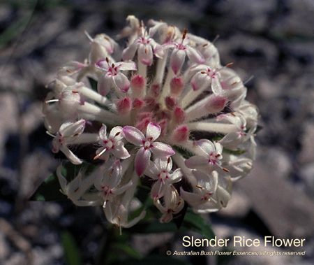 slender_rice_flower_72.jpg