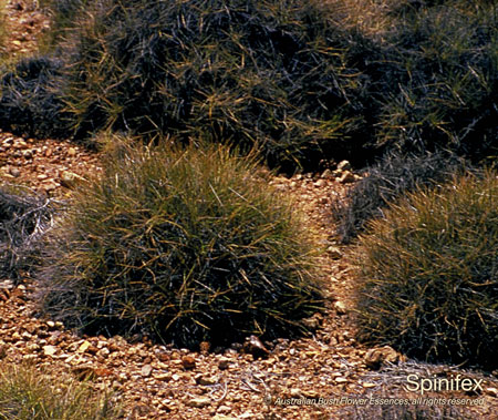 spinifex_72.jpg