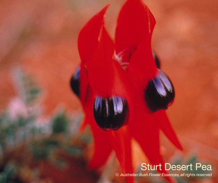 sturt_desert_pea_72.jpg