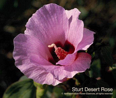 sturt_desert_rose_72.jpg