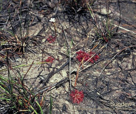 sundew_72.jpg