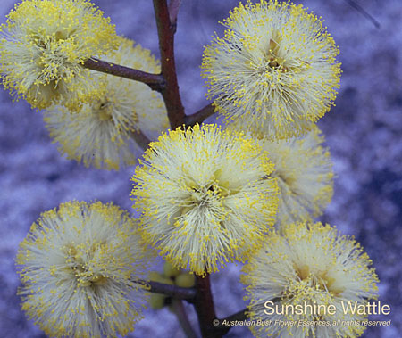 sunshine_wattle_72.jpg