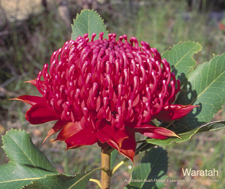 waratah_72.jpg