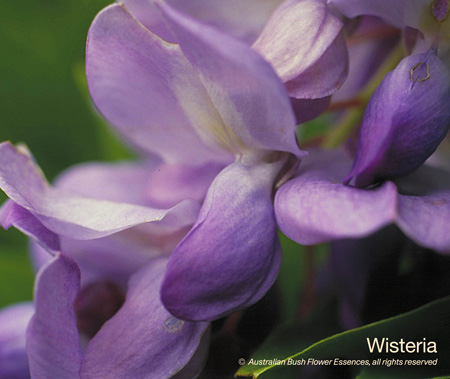 wisteria_72.jpg