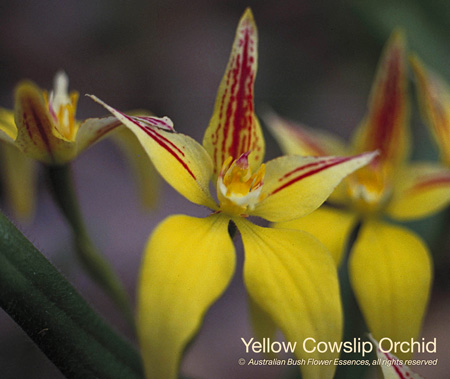 yellow_cowslip_orchid_72.jpg
